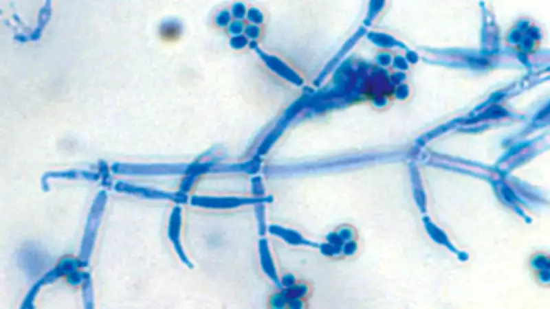 Trichoderma: The Green Guard Fungus That Protects and Boosts Indoor Plants