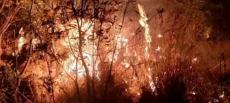 Trichy Hill Fire Extinguished After 3-Hour Battle, No Wildlife Casualties Reported