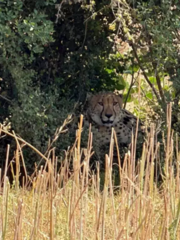 Two Cheetahs from Kuno National Park Now Ranging in Rajasthan's Baran District