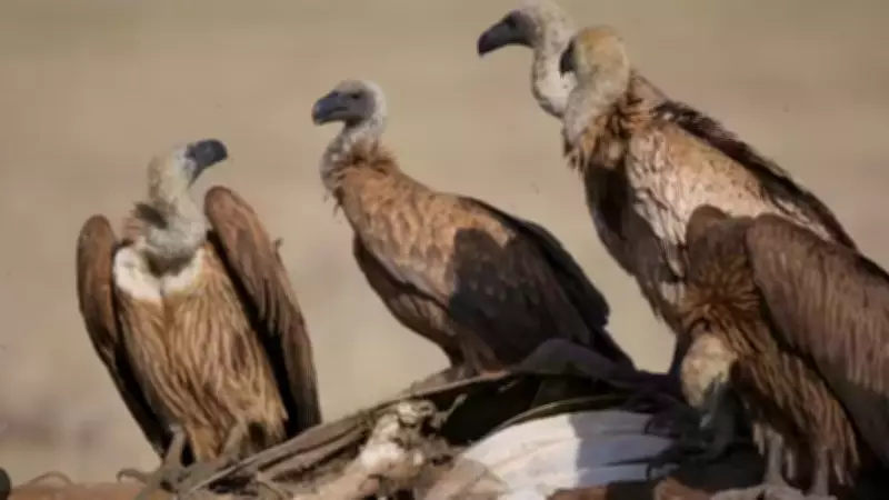 Two-Day Synchronized Vulture Census Launches Across Nilgiris Biosphere Reserve