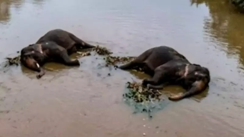 Two Elephants Electrocuted in Chhattisgarh River, Two Arrested in Wildlife Crime Case