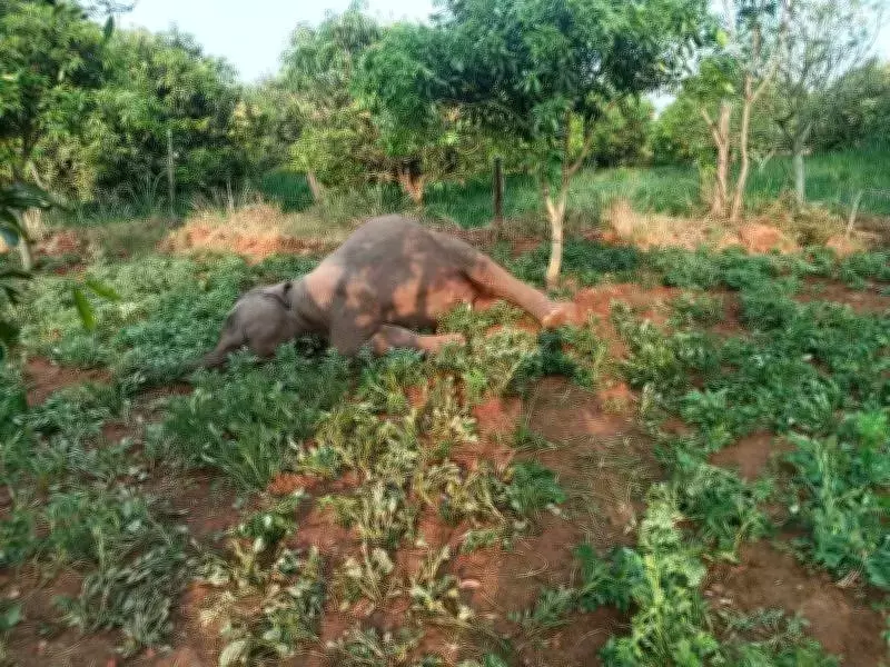 Two Wild Elephants Electrocuted in Andhra Pradesh Farmland, Investigation Launched