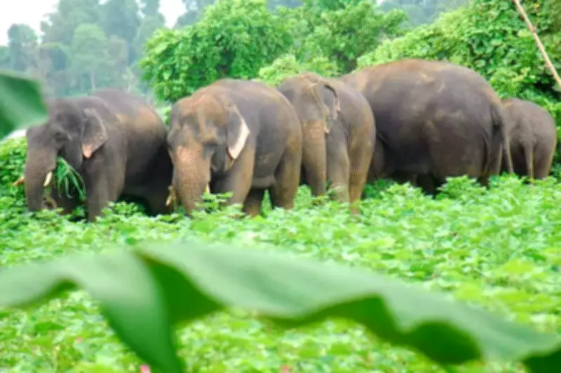 Two Wild Elephants Stray 300 km from Bandhavgarh into Rewa Forest, Officials Monitor