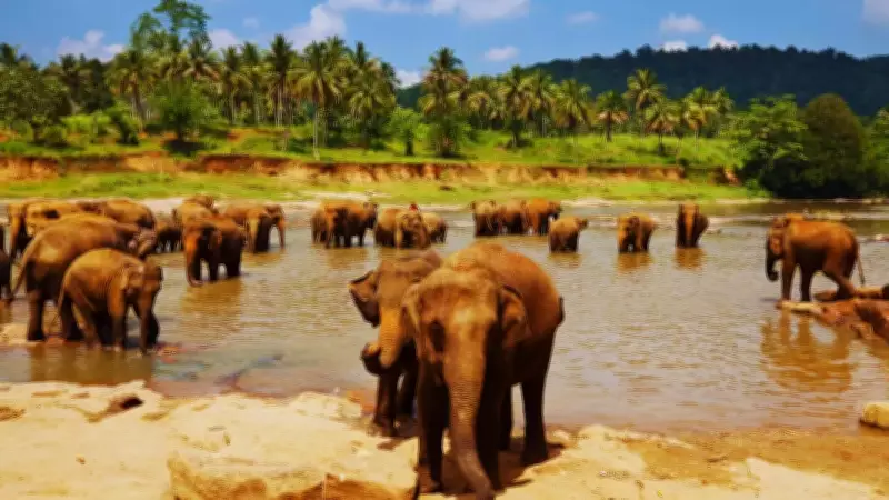 UK Travel Vlogger's Sri Lanka Journey: From Overwhelm to Appreciation