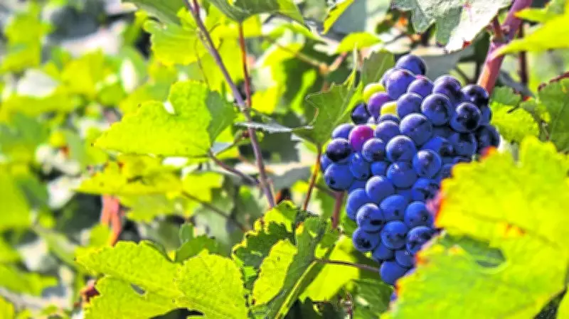 Unravelling the Ancient History of Wines Through Modern Science