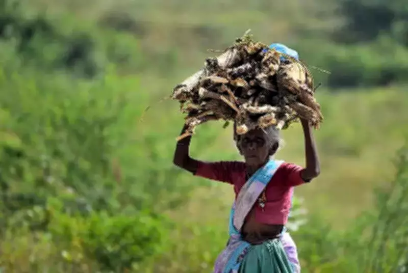 UN's 2026 Focus on Women Farmers Highlights Telangana's Agricultural Gender Shift