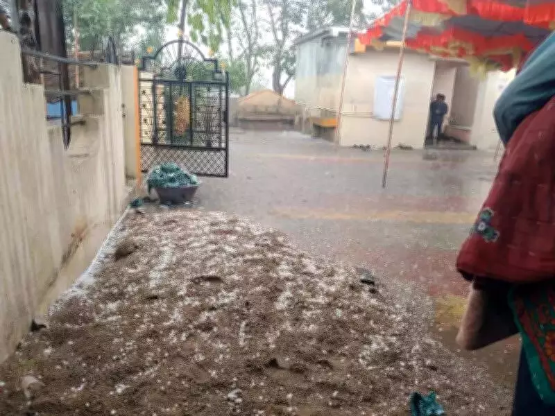 Unseasonal Hailstorm Ravages Akola, Amravati Crops and Festival, Deepening Farmer Distress