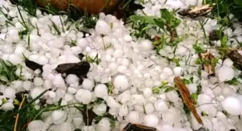 Unseasonal Rains Devastate Belagavi Farms, Damaging Over 225 Hectares of Crops