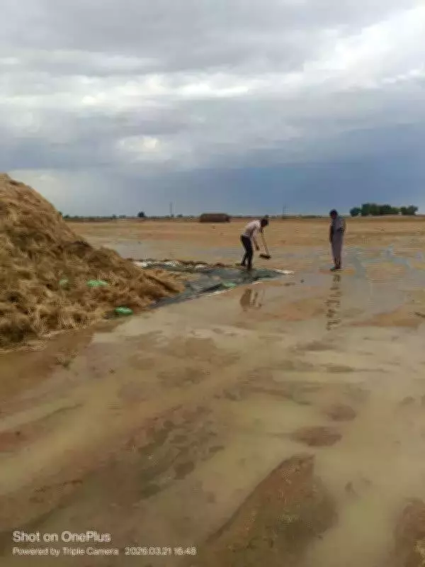 Unseasonal Rains Ravage Rajasthan's Rabi Crops, Farmers Face Heavy Losses