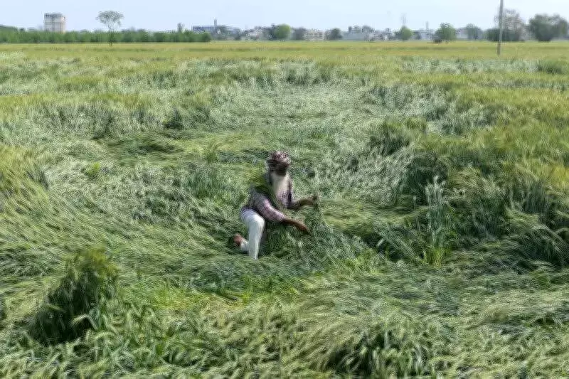 Unseasonal Storm Flattens Wheat Crops in Ajnala, Farmers Fear Heavy Losses