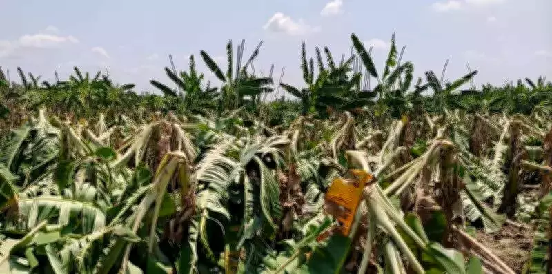 Unseasonal Storms Wreak Havoc on Trichy Banana Farms, Deepening Farmer Crisis