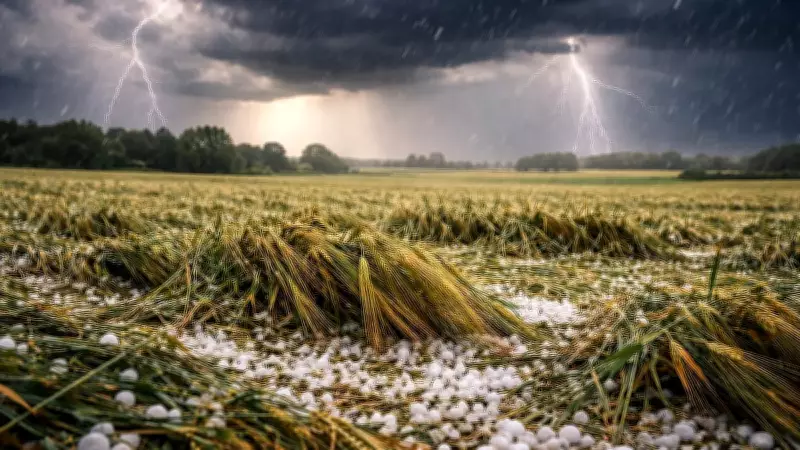 Untimely Hailstorms and Rain Devastate Rabi Crops Across India