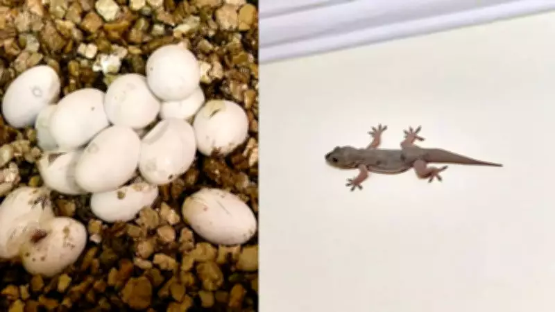 Unveiling the Secret Nesting Habits of House Lizards in Your Home