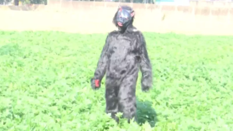 UP Farmers Wear Bear Costumes to Scare Monkeys Destroying Crops in Sambhal