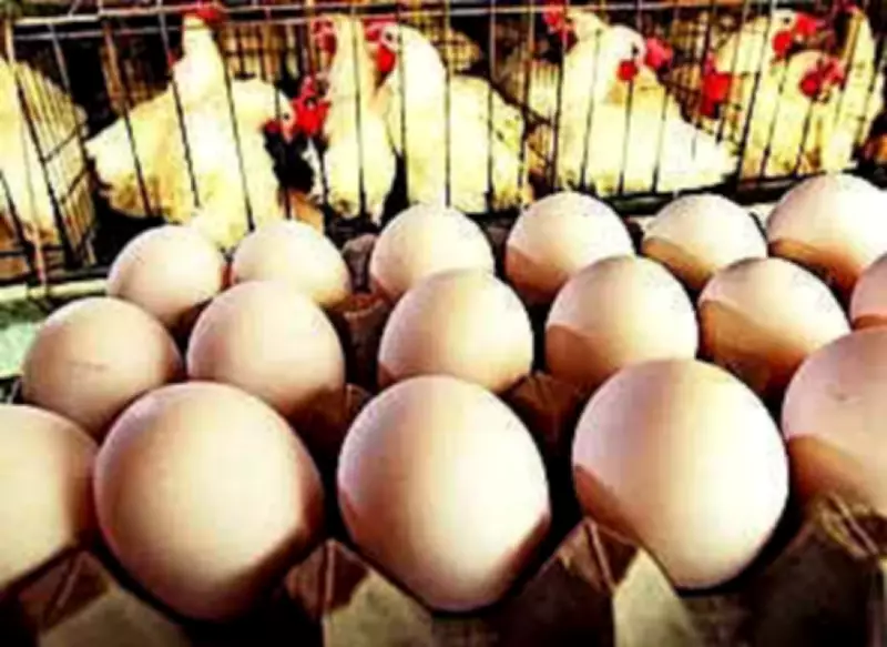 UP Mandates Date Stamping on Eggs from April 1 to Ensure Freshness and Safety