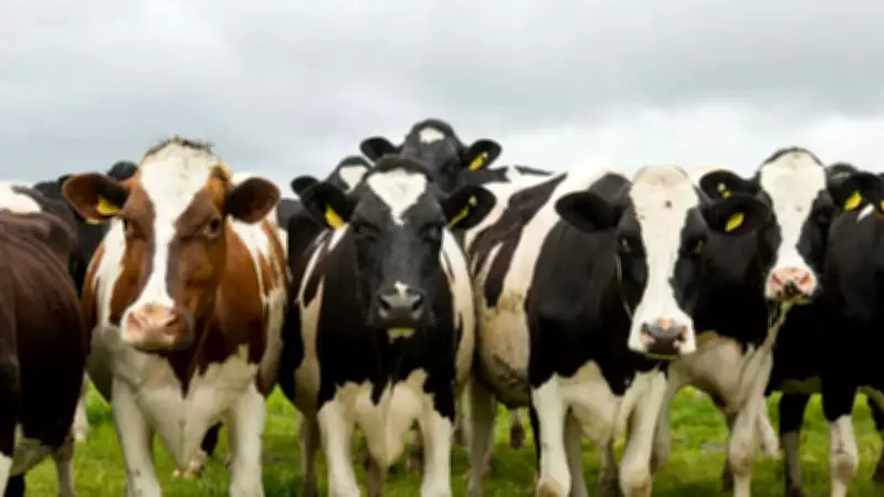Uruguay's Cattle Outnumber Humans 3.5 to 1, Driving Economy and Exports