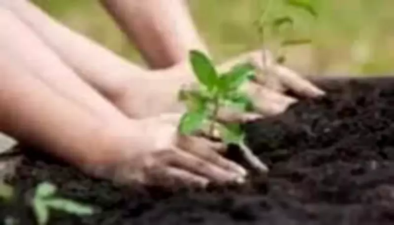 Varanasi Aims for Guinness Record with Massive 3.17 Lakh Sapling Plantation Drive