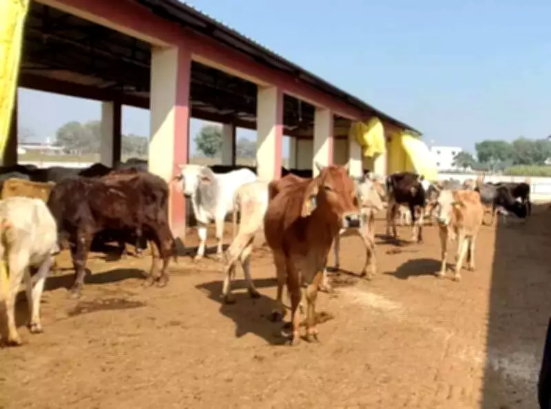 Varanasi's 35 Gaushalas Shelter 5,000+ Cows with International Standards