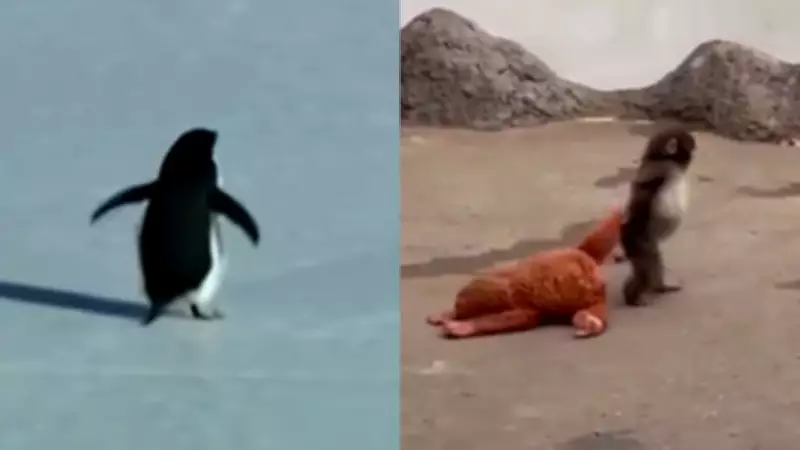 Viral Animals of 2026: How Internet Memes and Emotions Redefine Wildlife Stories