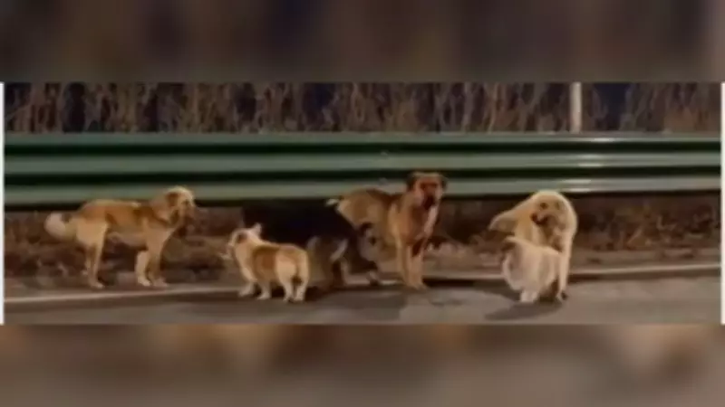 Viral Heartwarming Story of Seven Dogs in China Exposed as a Fabrication