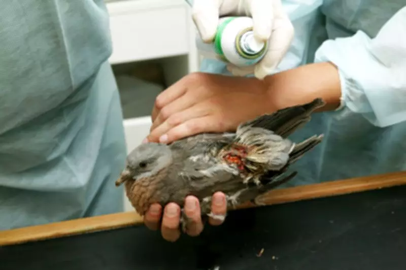 Warsaw Zoo Unveils 24/7 Emergency Room for Injured Wild Birds