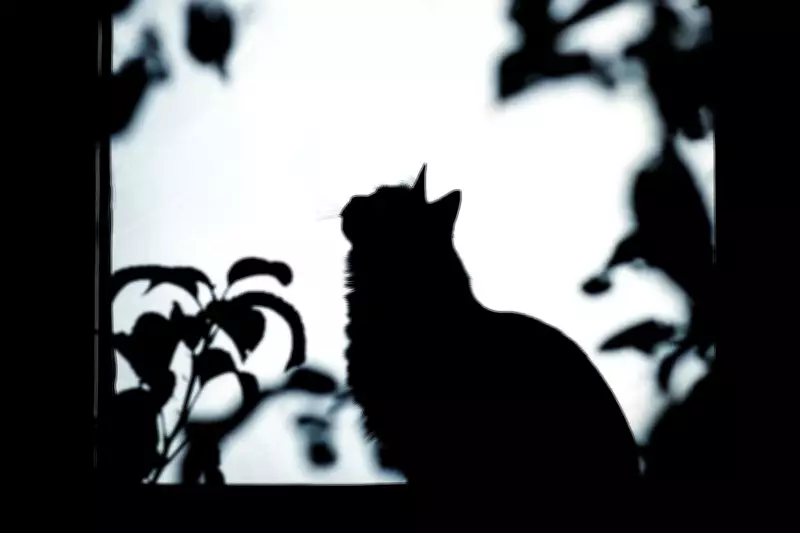 Welcome to Our Feline Republic: A Unique Cat Sanctuary in India