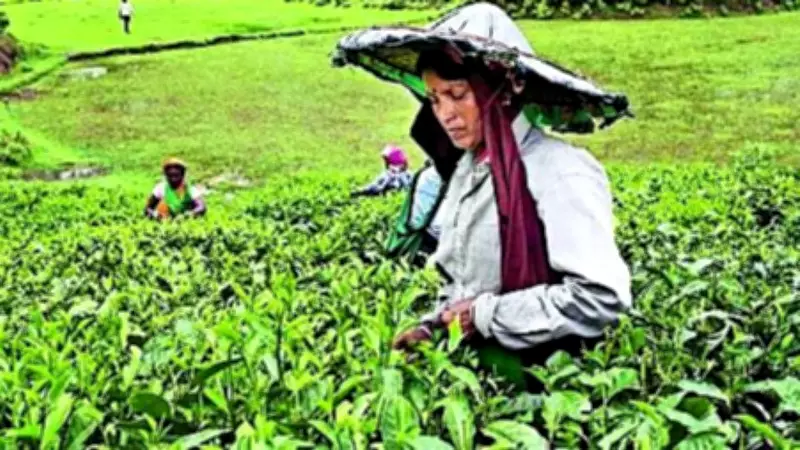 West Asia Conflict Threatens India's Tea Exports via Strait of Hormuz