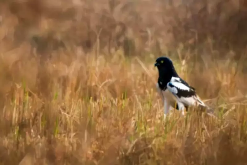 West Bengal Joins India's Dawn Chorus Day to Record Bird Songs for Conservation