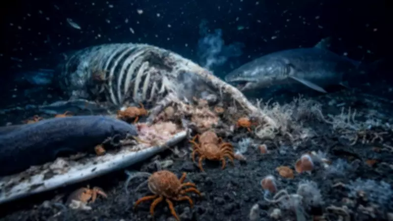 Whale Falls: How Dead Whales Create Thriving Deep-Sea Ecosystems for Decades