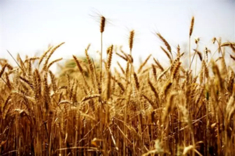 Wheat Procurement at MSP in Sirmaur District to Commence on April 8