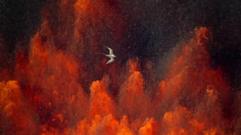 White-Tailed Tropicbird Soars Over Hawaiian Lava Fountain in Stunning Video