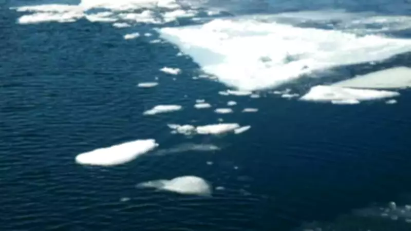 Why Ice Floats on Water: The Science Behind This Life-Sustaining Phenomenon