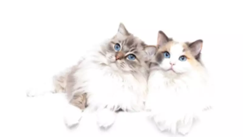 Why Ragdoll Cats Are the Perfect Family Pet for Children: 6 Key Reasons