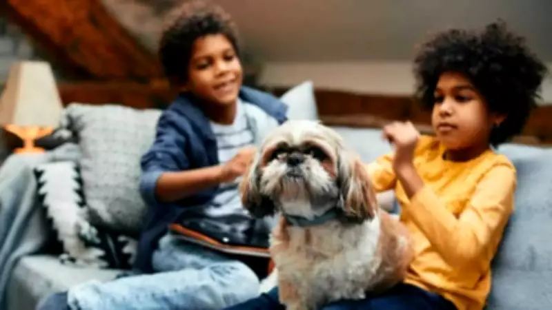 Why Shih Tzus Are the Perfect Family Pet for Homes with Children