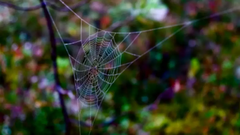 Why Spider Webs Keep Forming in Your House and How to Stop Them
