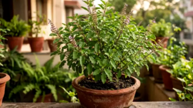 Why Tulsi Leaves Turn Yellow: Expert Care Tips for a Healthy Holy Basil Plant
