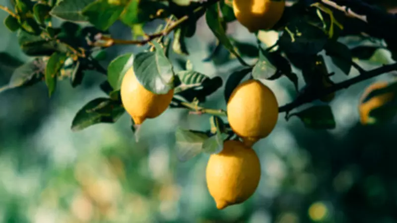 Why Your Lemon Tree Isn't Bearing Fruit: Expert Tips for a Bountiful Harvest