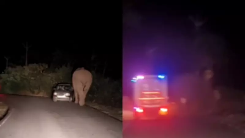 Wild Elephant Padayappa Attacks Car in Kerala's Munnar, Passengers Escape Unharmed