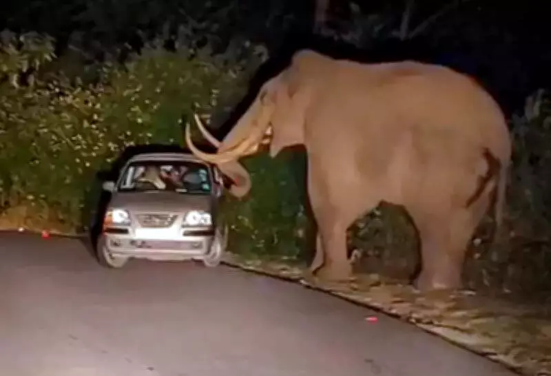 Wild Elephant Padayappa Attacks Car in Munnar, Passengers Narrowly Escape