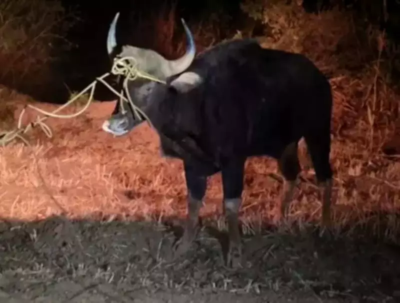 Wild Gaur Rescued from 50-Foot Well in Satara After 5-Hour Operation