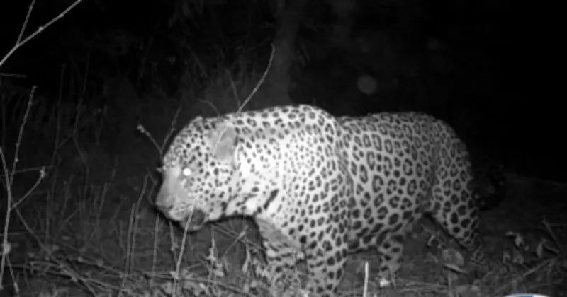 Wildlife Overpass in Bengaluru Proves Vital for Elephants and Leopards