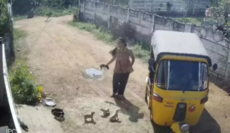 Woman Arrested for Killing Puppies in Revenge After Neighbor Injures Her Son in Trichy