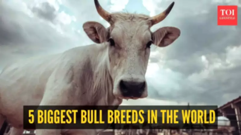 World's Largest Bull Breeds: Giants of the Livestock World
