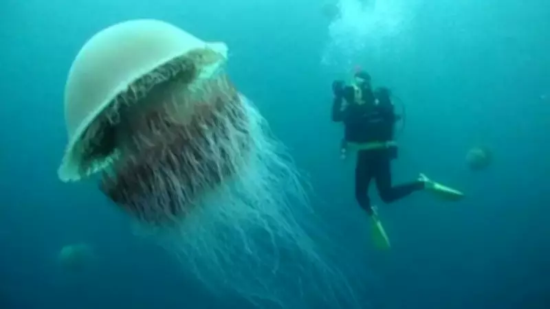 World's Longest Jellyfish: Brainless Giant with 120-Foot Tentacles Revealed