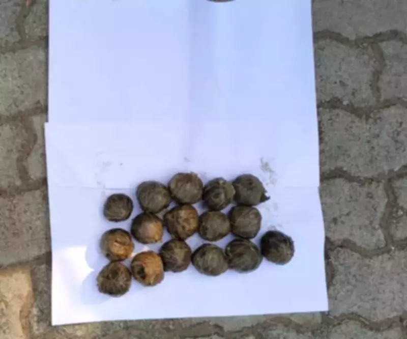 Young Elephant Dies After Consuming Poacher's Bait Bomb in Odisha Forest