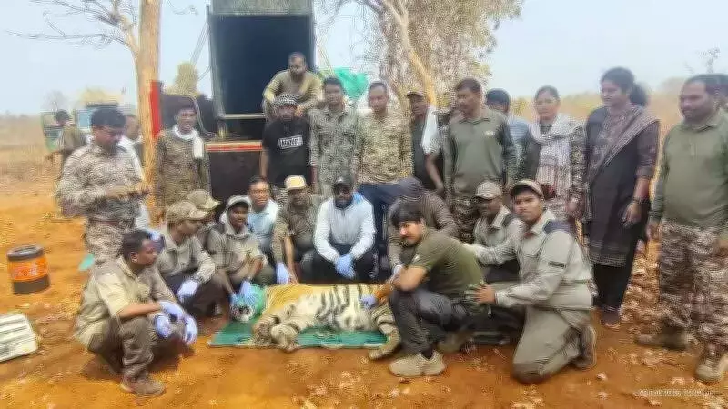 Young Tigress Captured in Chandrapur After 15 Days of Straying Near Villages