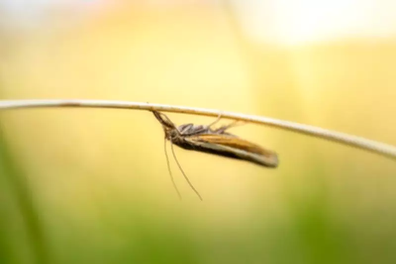 ZSI Discovers Two New Lichen Moth Species in Eastern Himalaya