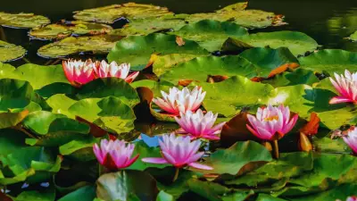 5 Sacred Flowers of Goddess Lakshmi to Grow at Home for Wealth & Prosperity