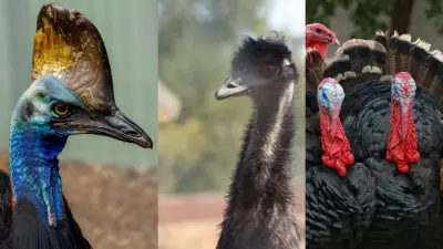 8 Modern Birds That Are Actually Living Dinosaurs: From Cassowary to Turkey