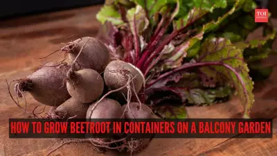 A Complete Guide to Growing Beetroot in Containers on Your Balcony
